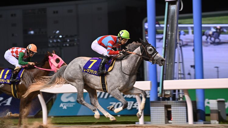 レーヌブランシュ