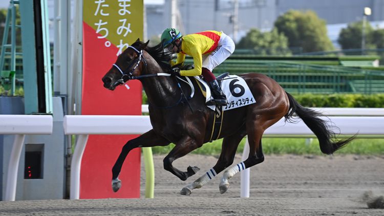 ランディスシティ