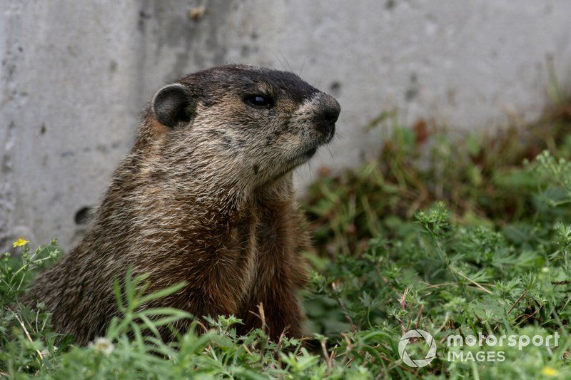 images-mgl-6zQaWwkY-s1000-marmota-monax-also-known-as-a--1